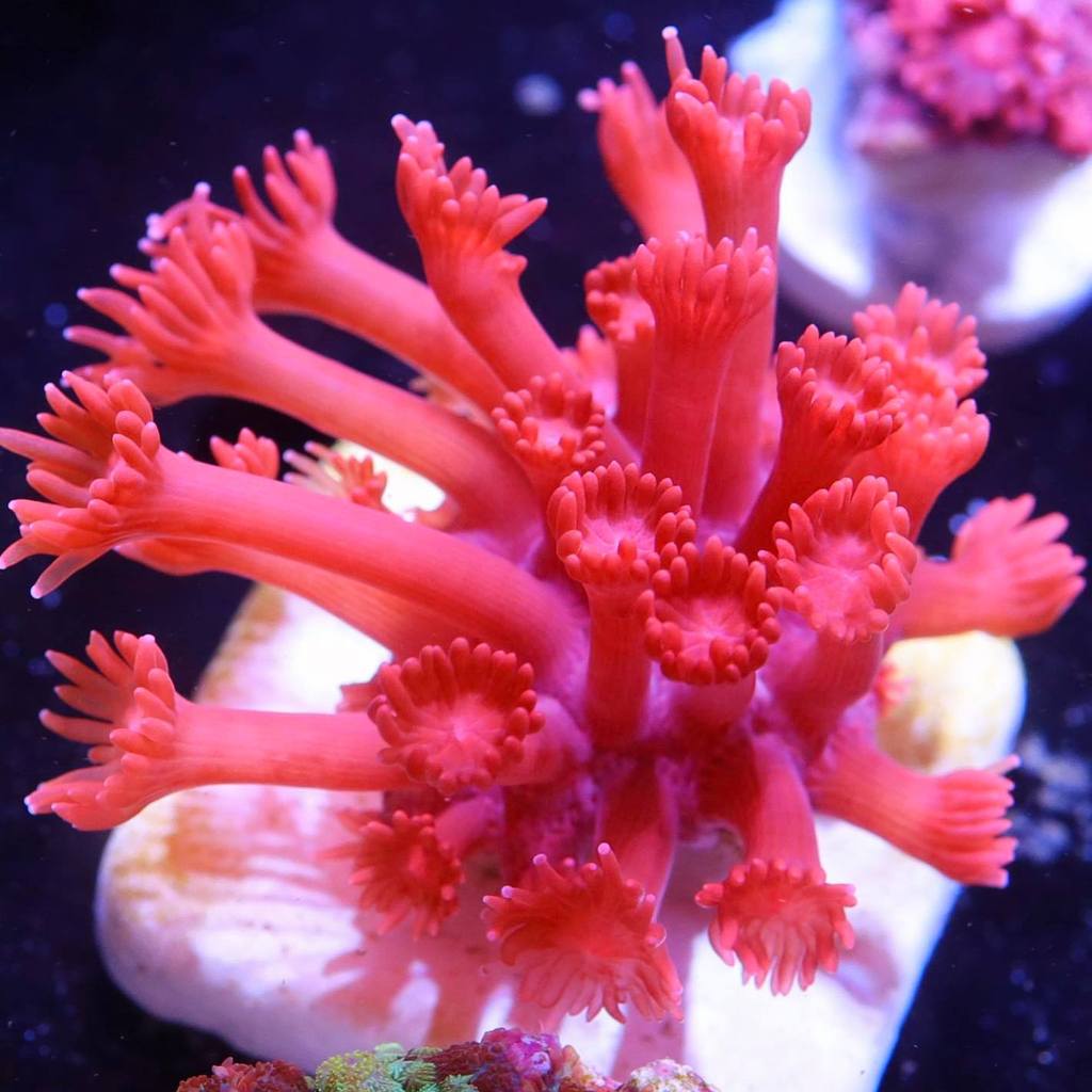 مرجان شقایق سنگ بازو بلند قرمز